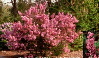 Syringa ×chinensis ‘Lilac Sunday’
