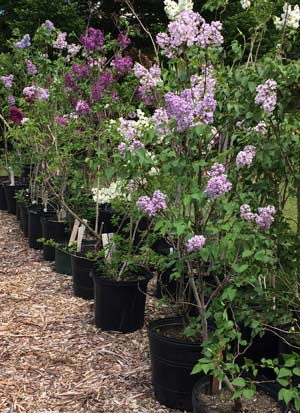 Syringa Plus propagating lilacs